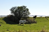 Lauwersmeer, Hoek vd Bant (29 sep '13) 