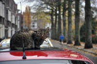 Poes op auto Nassauplein nov 2011