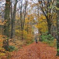 Havelterberg - Darp, bij Steenwijk 2 (nov 2010) 