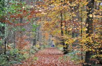 Havelterberg - Darp, bij Steenwijk 5 (nov 2010) 