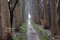 Stroomdal Drentsche Aa - Nattig laantje met hoge bomen