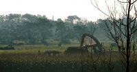 maisoogst bij Dokkum 1, kerktoren Driesum (18 okt '05). NB. Hier loopt nu de Centrale As 