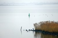 reiger Lauwersmeer Oostmahorn 