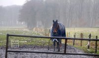 Stroomdal Drentsche Aa - Veel paardenweiden tussen de bossen