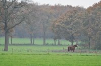 bij landgoed De Eese boven Steenwijk 1 (nov 2010) 