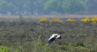 ooievaar in natuurgebied Reestdal, Overijssel (mei 2016) 