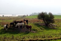 Hoek vd Bant, Lauwersmeer (22 okt '05) 