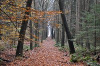 Havelterberg - Darp, bij Steenwijk 1 (nov 2010) 