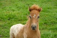 gehucht 'Nederland', Nat. Park Weerribben 3 (juli 2016) 