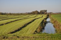 golvend hooiland langs een meander van het Dokkumer Grootdiep, Beintemawei / Walddyk Kollumerland (30 sep '11) 