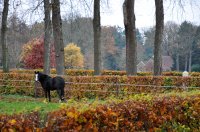 landgoed De Eese bij Steenwijk 18 (nov 2010) 