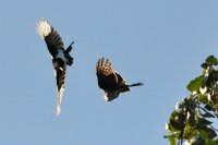 ekster verjaagt buizerd Lauwersmeer (29 sep '13) 