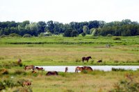 Exmoorpony's in de Rijpkerkerpolder (13 jul '16) 